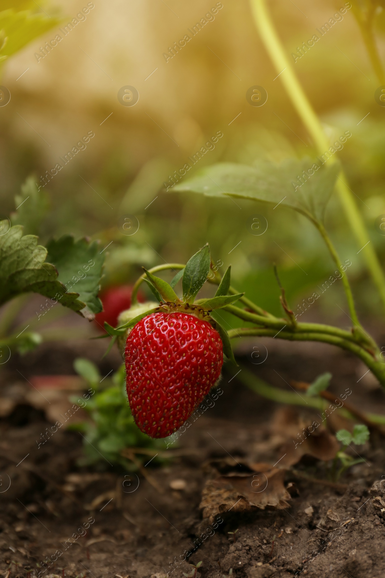 Photo of Strawberry plant with ripening berry growing in garden, closeup