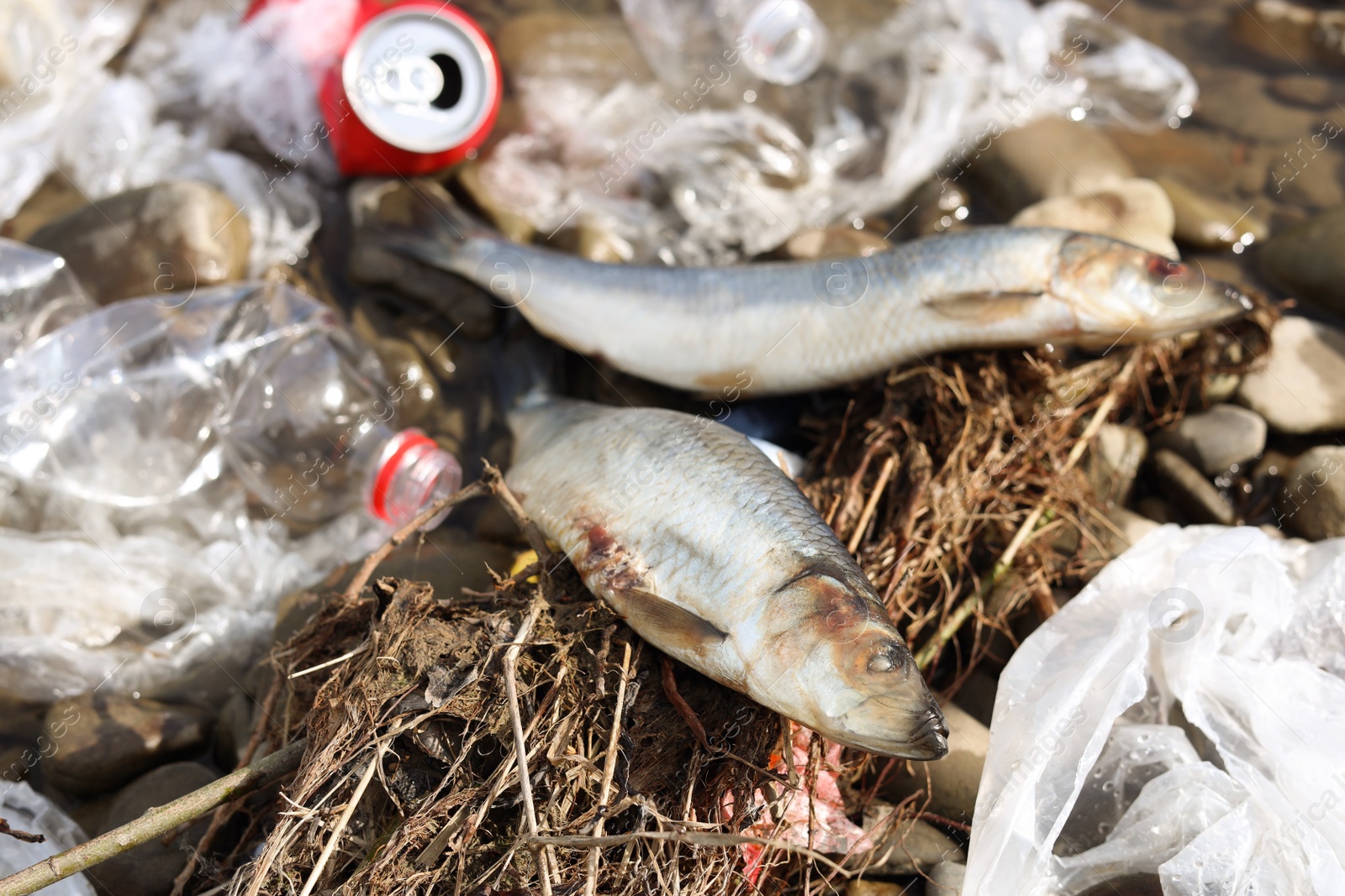 Photo of Dead fishes among trash near river. Environmental pollution concept