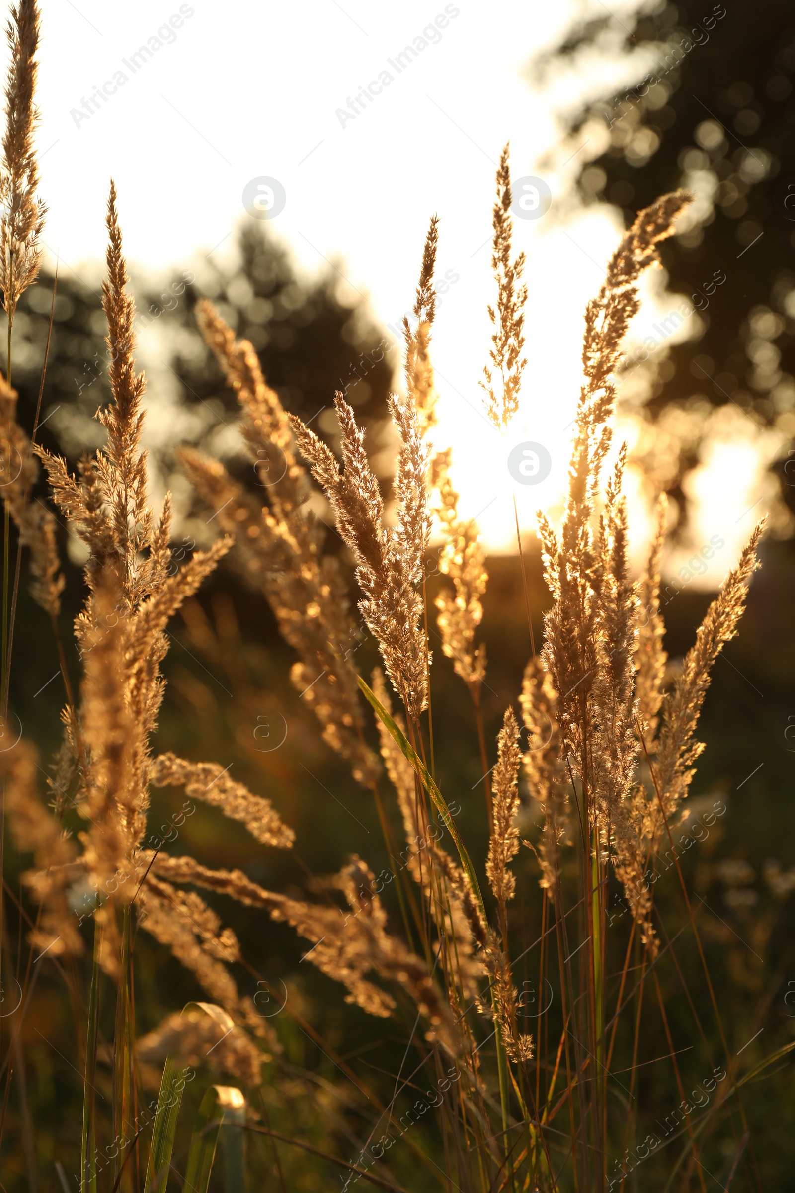 Photo of Beautiful view of reed grass growing in meadow at sunset