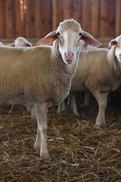 Sheep in barn on farm. Cute animals