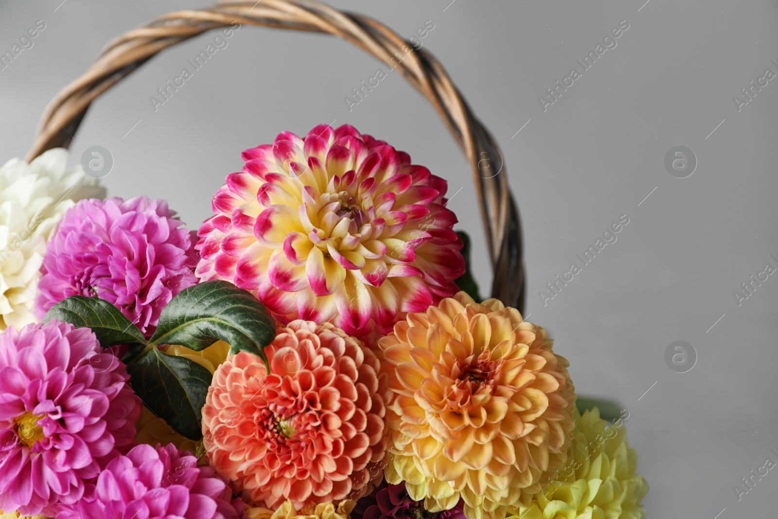 Photo of Basket with beautiful dahlia flowers on grey background, closeup