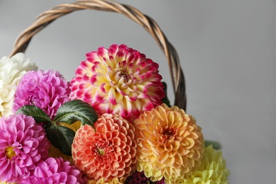 Basket with beautiful dahlia flowers on grey background, closeup