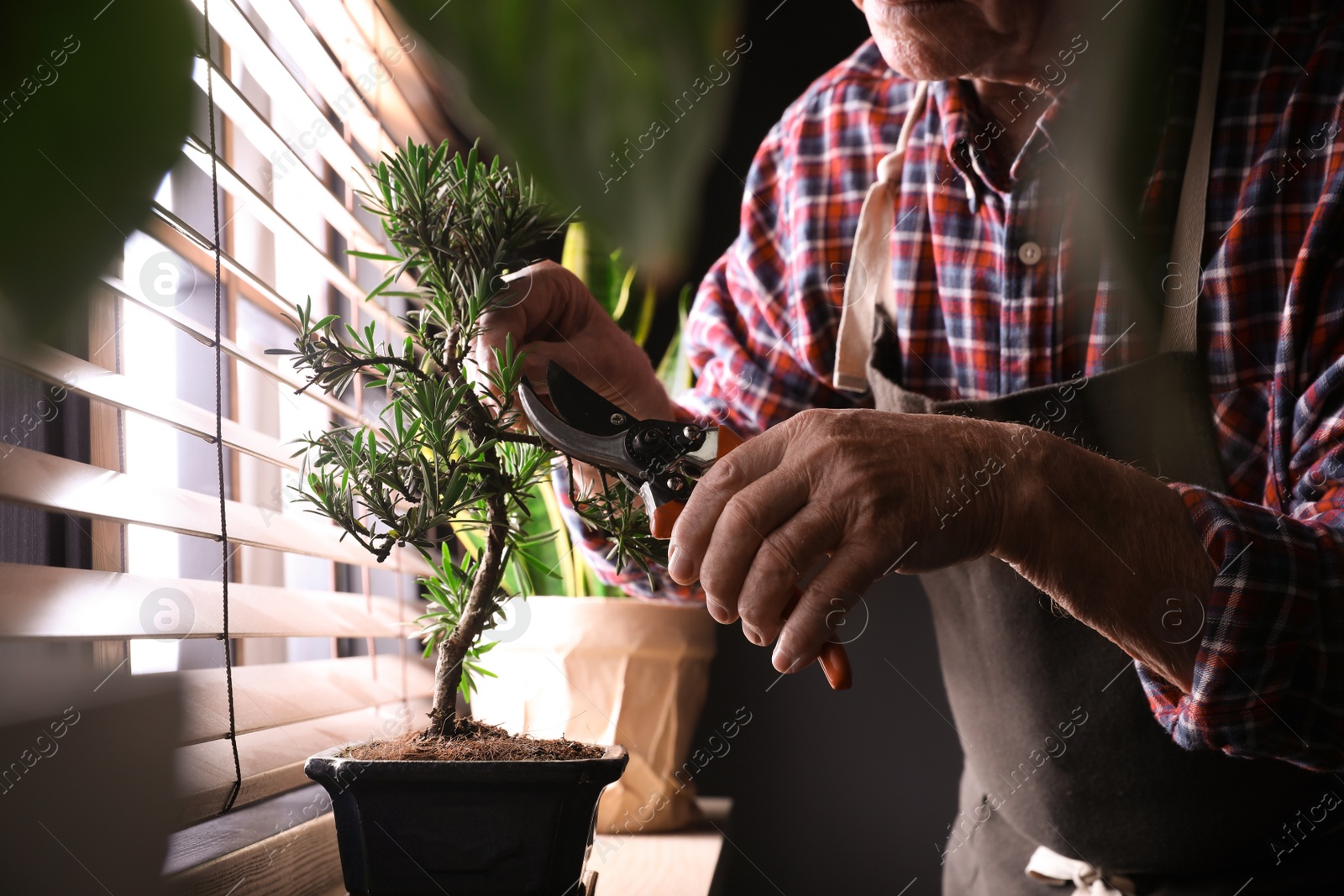 Photo of Senior man taking care of Japanese bonsai plant near window indoors, closeup. Creating zen atmosphere at home