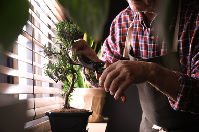 Photo of Senior man taking care of Japanese bonsai plant near window indoors, closeup. Creating zen atmosphere at home