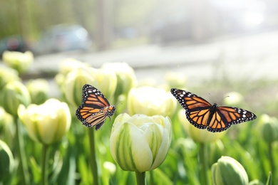 Image of Beautiful butterflies and blossoming tulips outdoors on sunny spring day