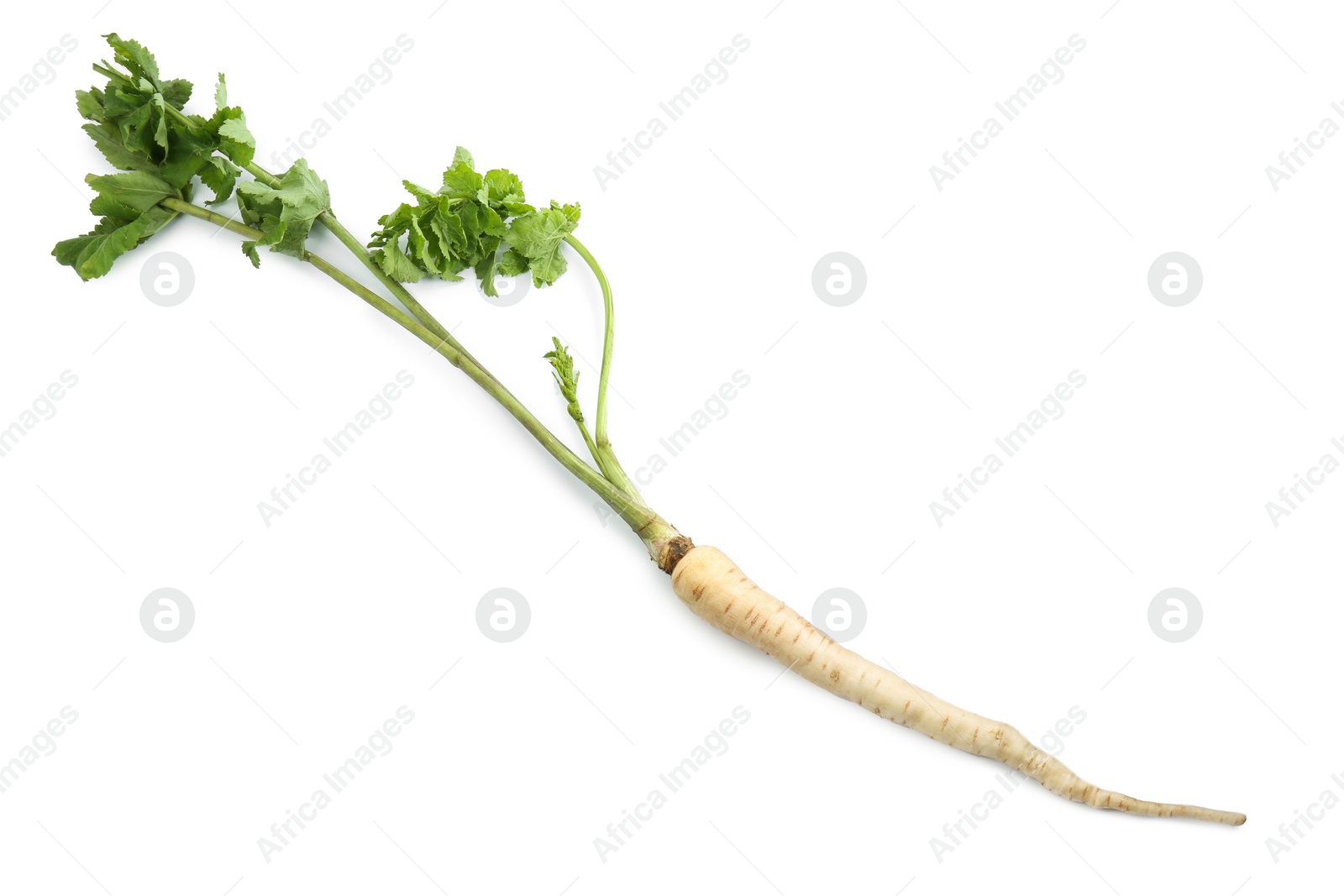 Photo of Tasty fresh ripe parsnip isolated on white, top view