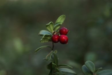 Sprig of delicious ripe red lingonberries outdoors, closeup