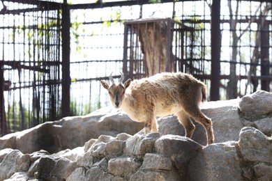 Photo of Cute young goat on rocks at zoo