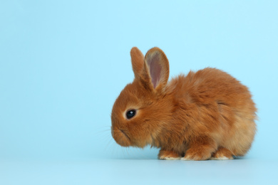 Photo of Adorable fluffy bunny on light blue background. Easter symbol