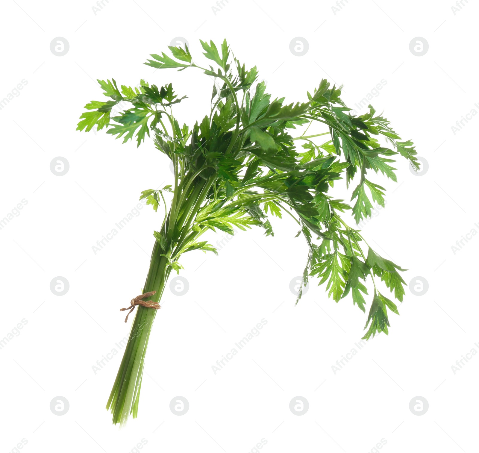 Photo of Bunch of fresh green parsley on white background