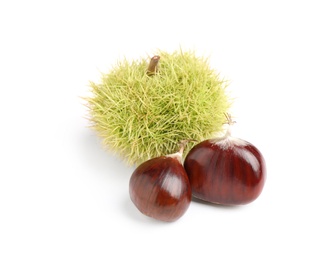 Fresh sweet edible chestnuts on white background