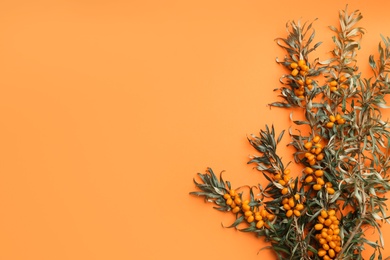 Photo of Branches of sea buckthorn on orange background, flat lay. Space for text