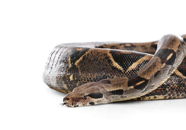 Photo of Brown boa constrictor on white background. Exotic snake