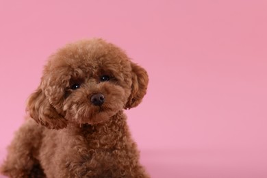 Photo of Cute Maltipoo dog on pink background, space for text. Lovely pet