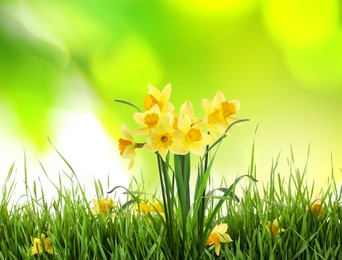 Beautiful blooming yellow daffodils outdoors on sunny day