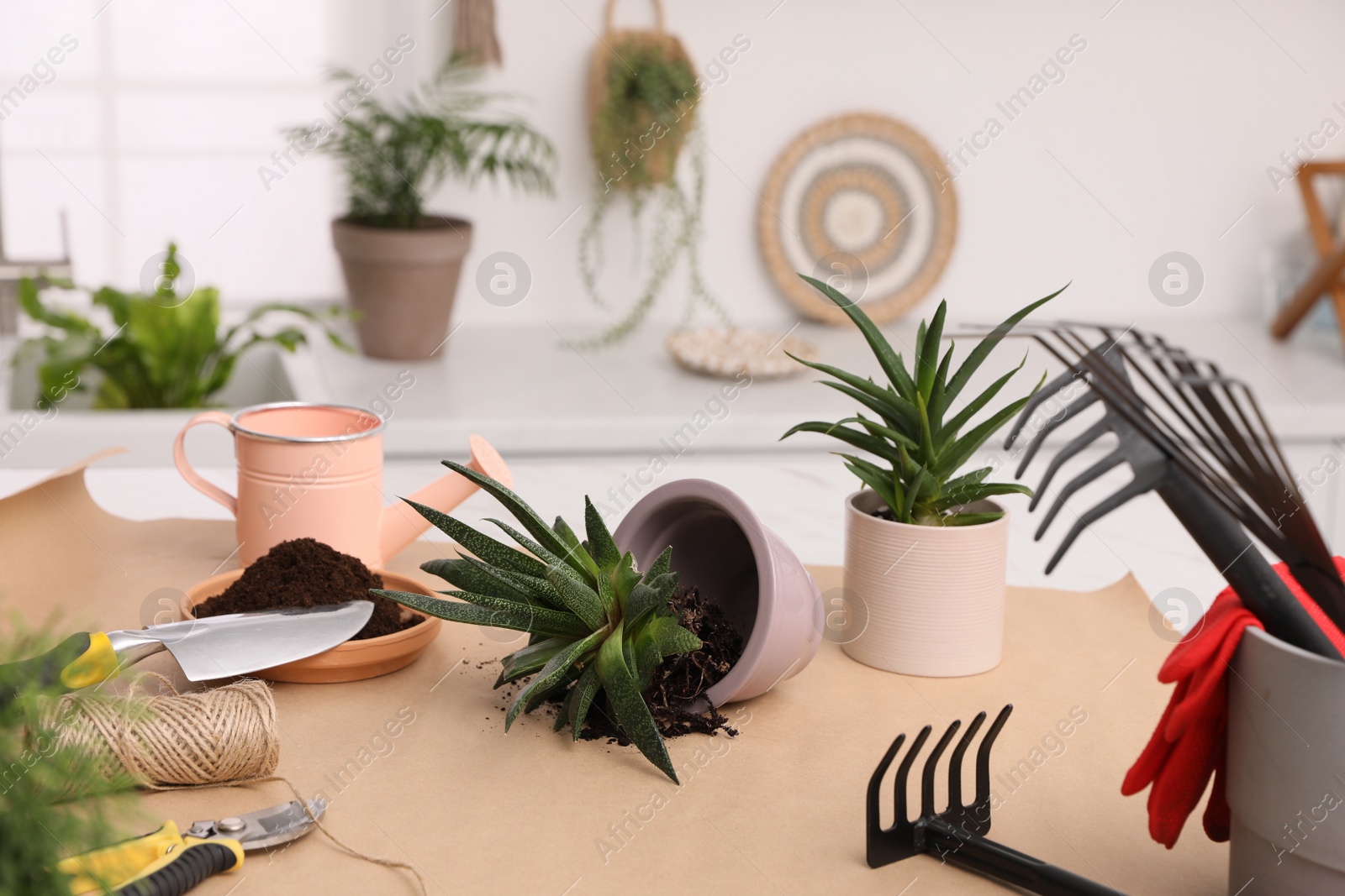 Photo of Beautiful houseplants and gardening tools on table indoors