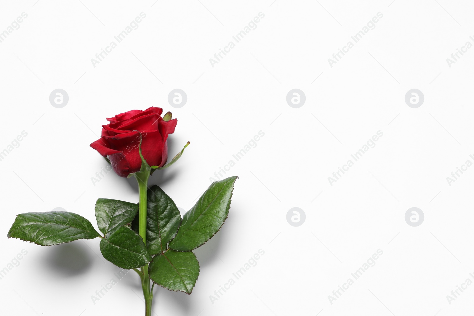 Photo of Beautiful red rose on white background, top view. Space for text