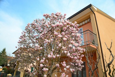 Beautiful blossoming magnolia tree near house on sunny spring day, low angle view