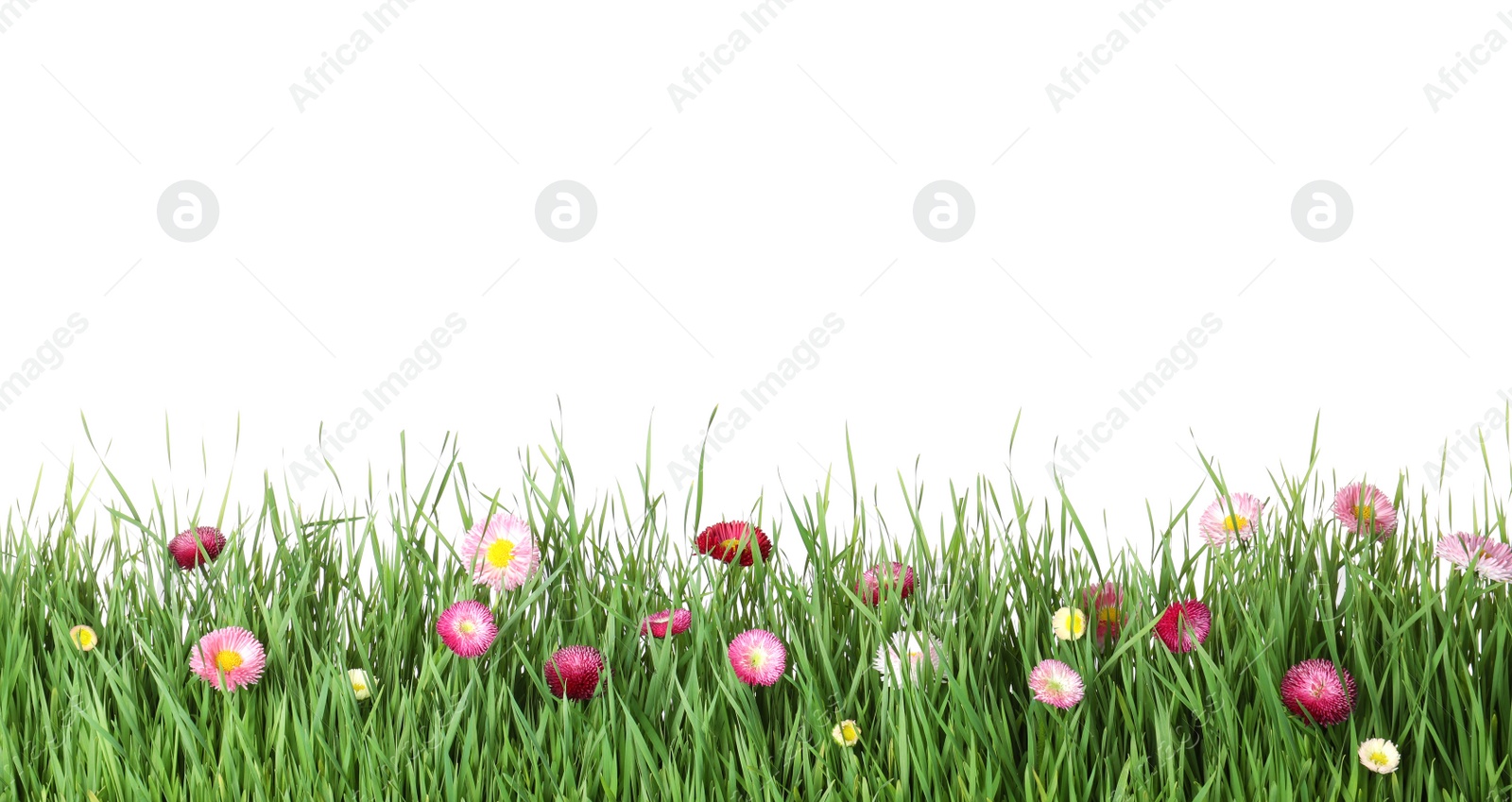 Photo of Vibrant green grass with beautiful flowers on white background