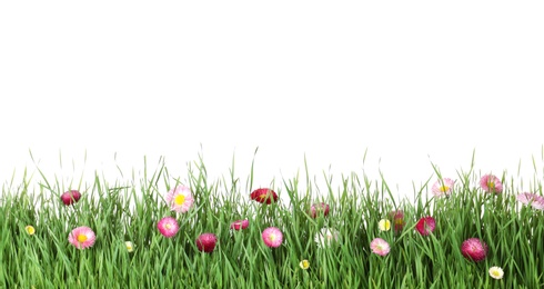 Vibrant green grass with beautiful flowers on white background