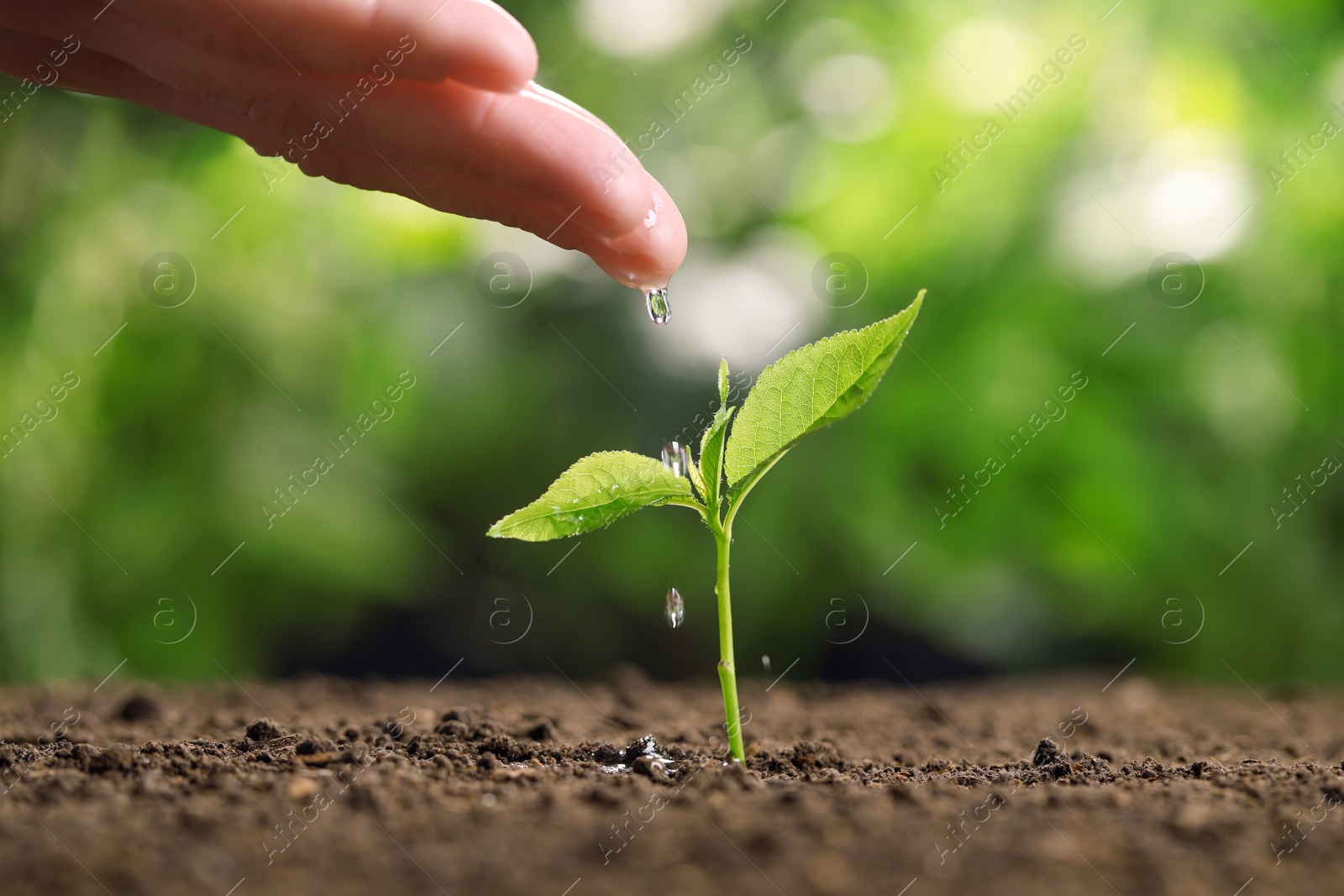 Photo of Woman pouring water on young seedling in soil against blurred background, closeup