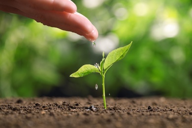 Photo of Woman pouring water on young seedling in soil against blurred background, closeup