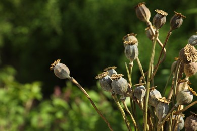 Photo of Dry poppy heads outdoors, closeup. Space for text