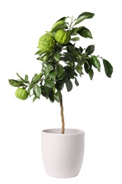 Photo of Bergamot tree with fruits in pot on white background
