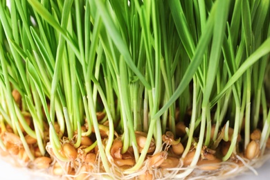 Photo of Fresh green sprouted wheat grass, closeup view