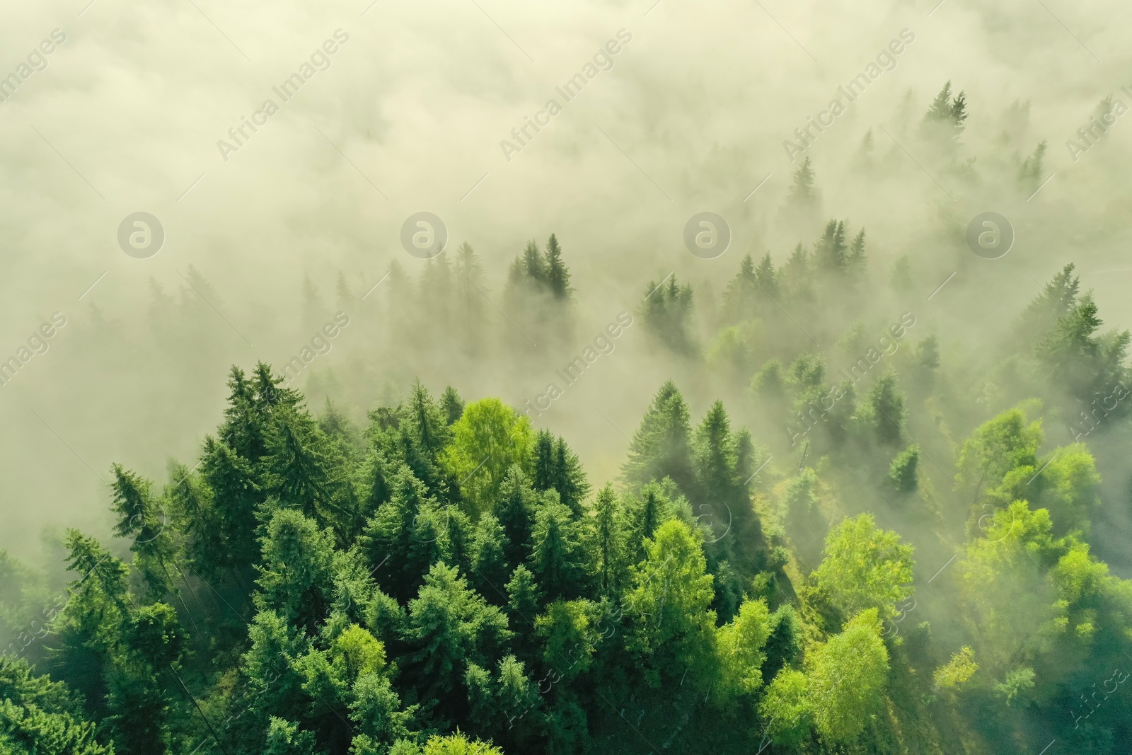 Photo of Aerial view of beautiful landscape with misty forest on autumn day