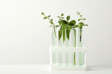 Photo of Test tubes with liquid and plants on white background. Chemistry concept