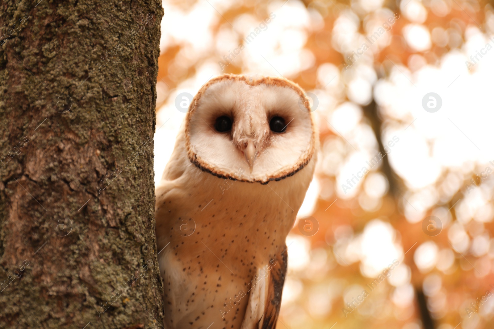 Photo of Beautiful common barn owl on tree outdoors