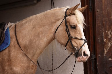 Photo of Adorable horse in stable. Lovely domesticated pet