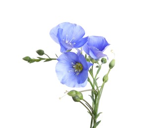 Photo of Beautiful light blue flax flowers isolated on white