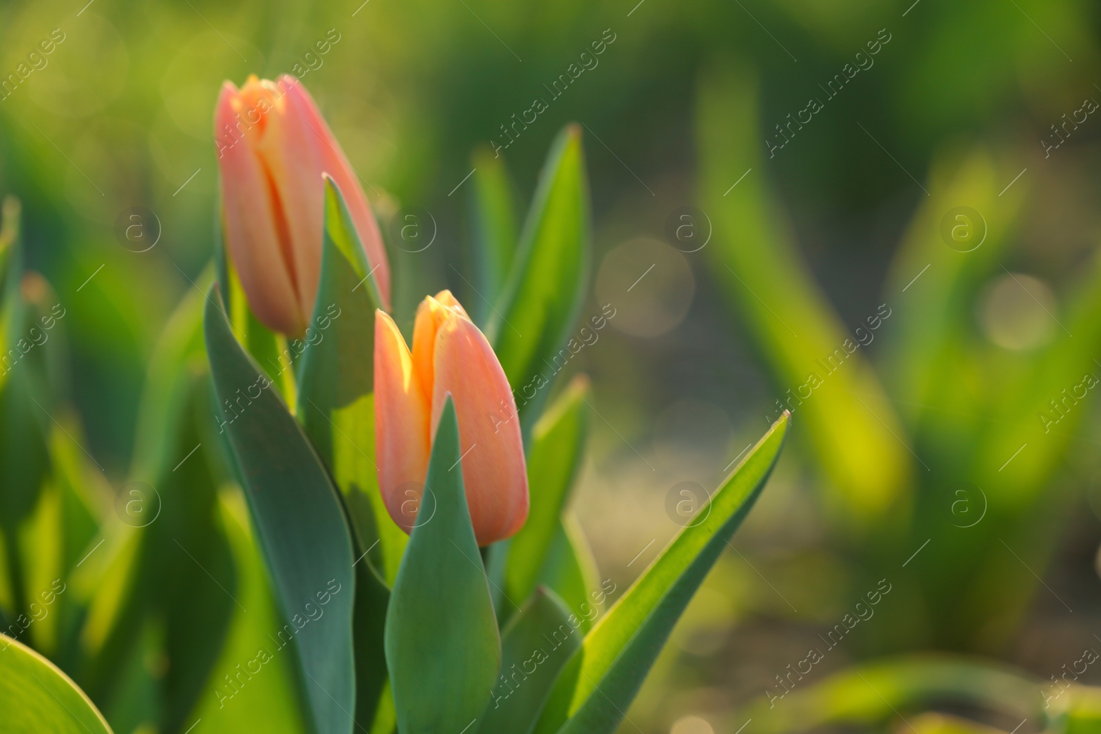 Photo of Field with fresh beautiful tulips. Blooming flowers