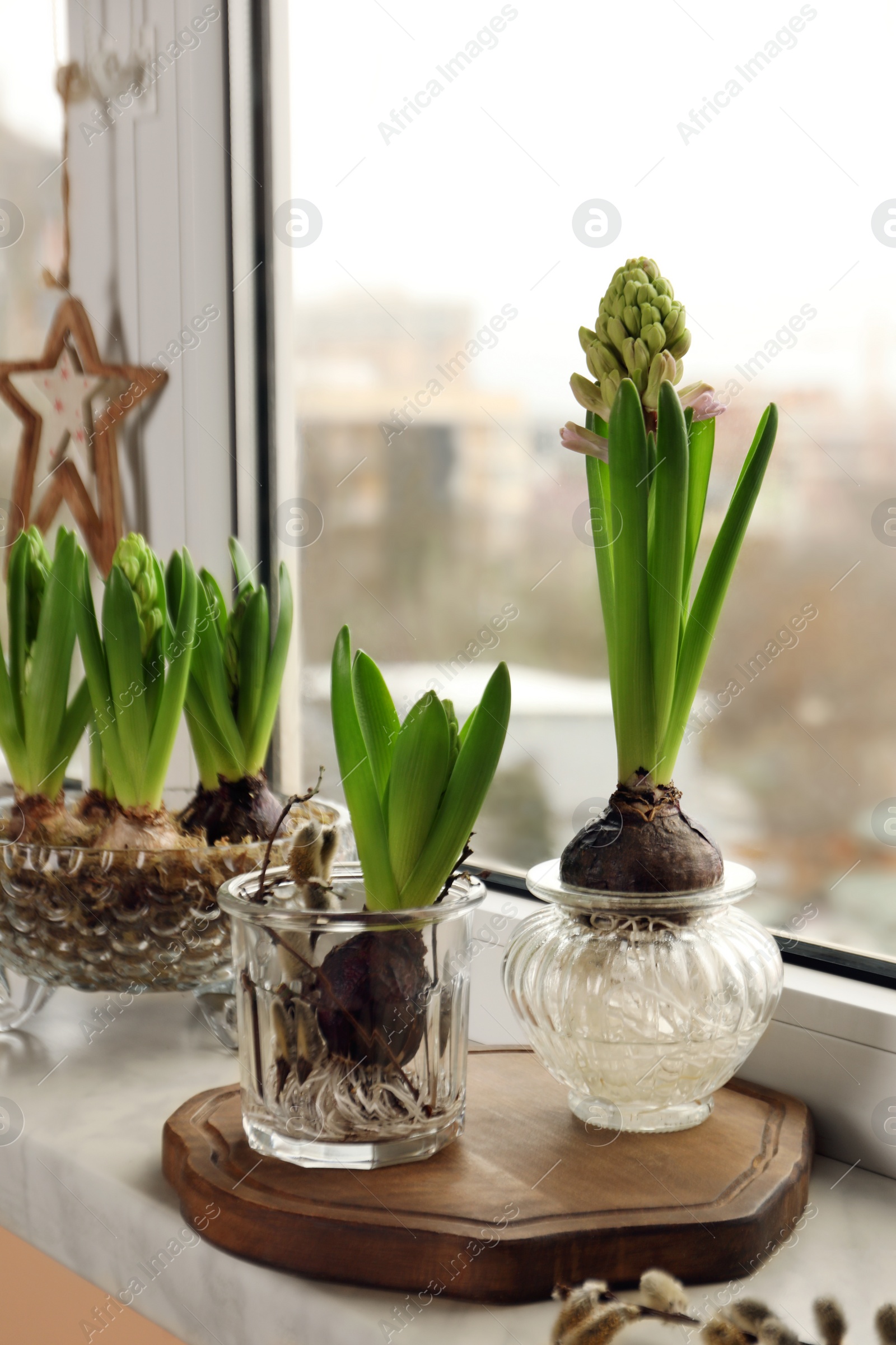 Photo of Spring is coming. Beautiful bulbous plants on windowsill indoors