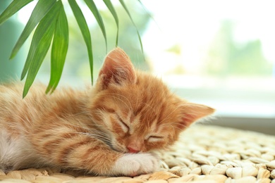 Cute little red kitten sleeping on wicker mat