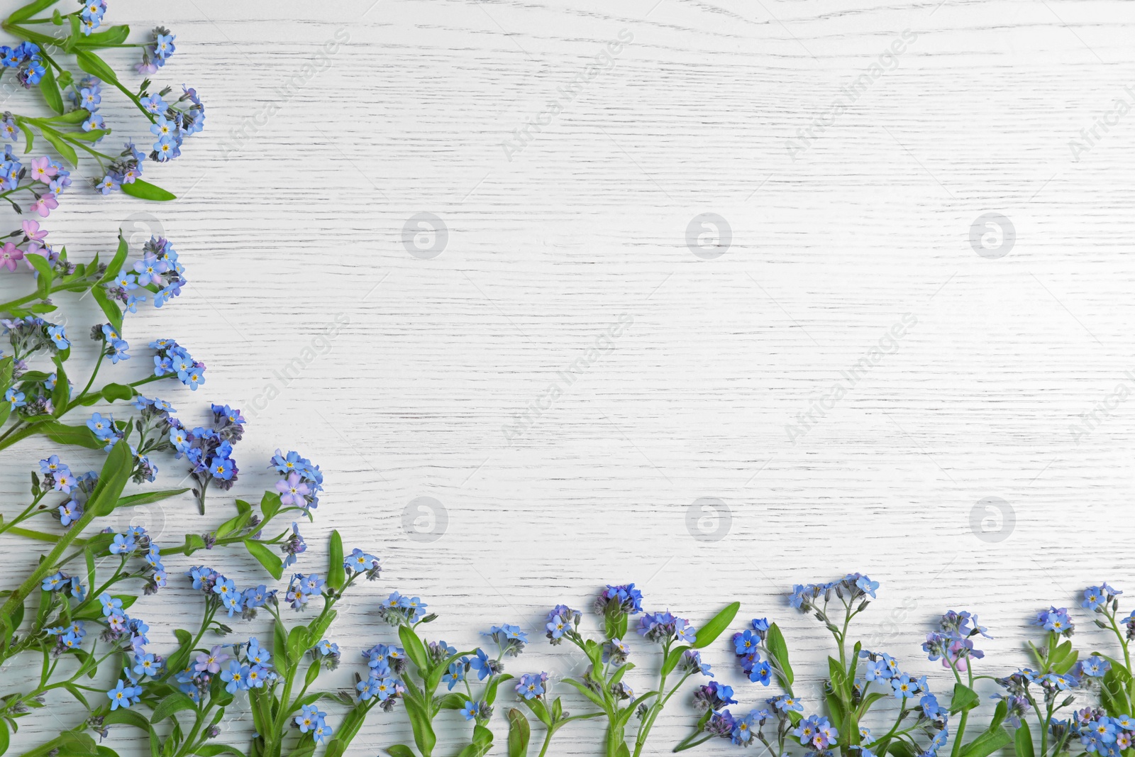 Photo of Amazing spring forget-me-not flowers and space for text on white wooden background, flat lay