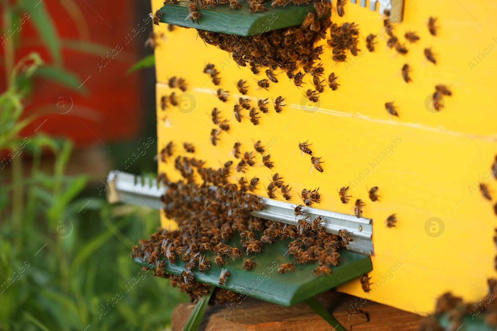 Photo of Closeup view of wooden hive with honey bees on sunny day