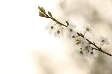 Closeup view of blossoming tree outdoors on spring day