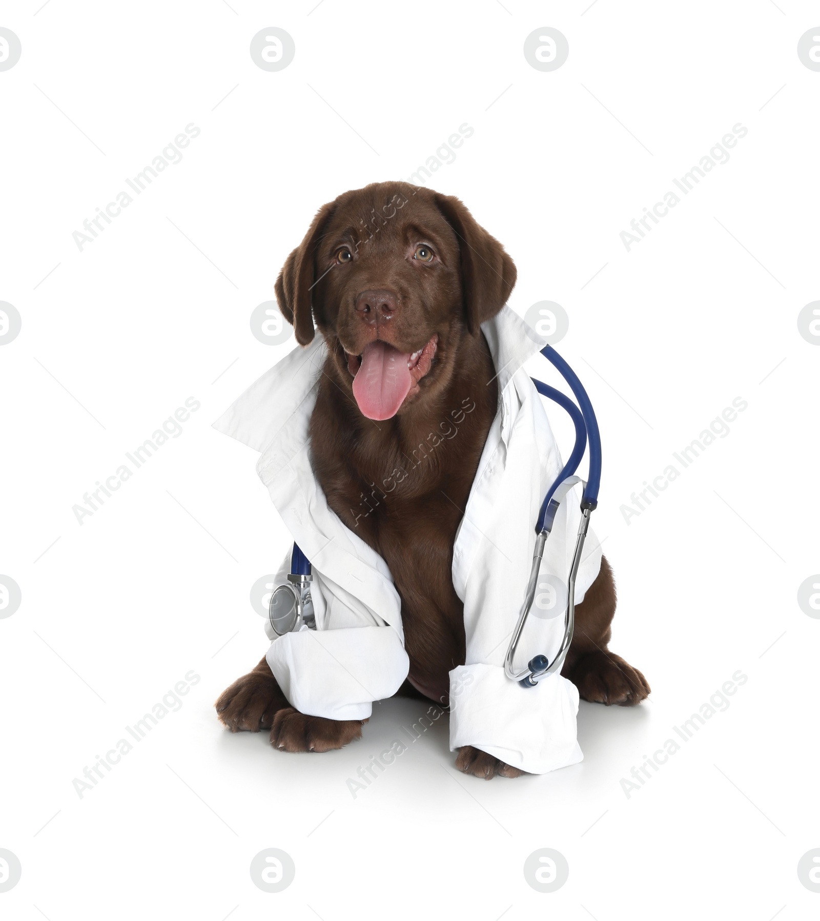 Photo of Cute dog in uniform with stethoscope as veterinarian on white background