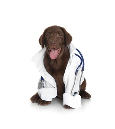 Cute dog in uniform with stethoscope as veterinarian on white background