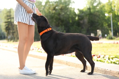 Photo of Cute brown labrador retriever with owner outdoors