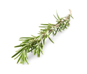 Fresh green rosemary twig on white background