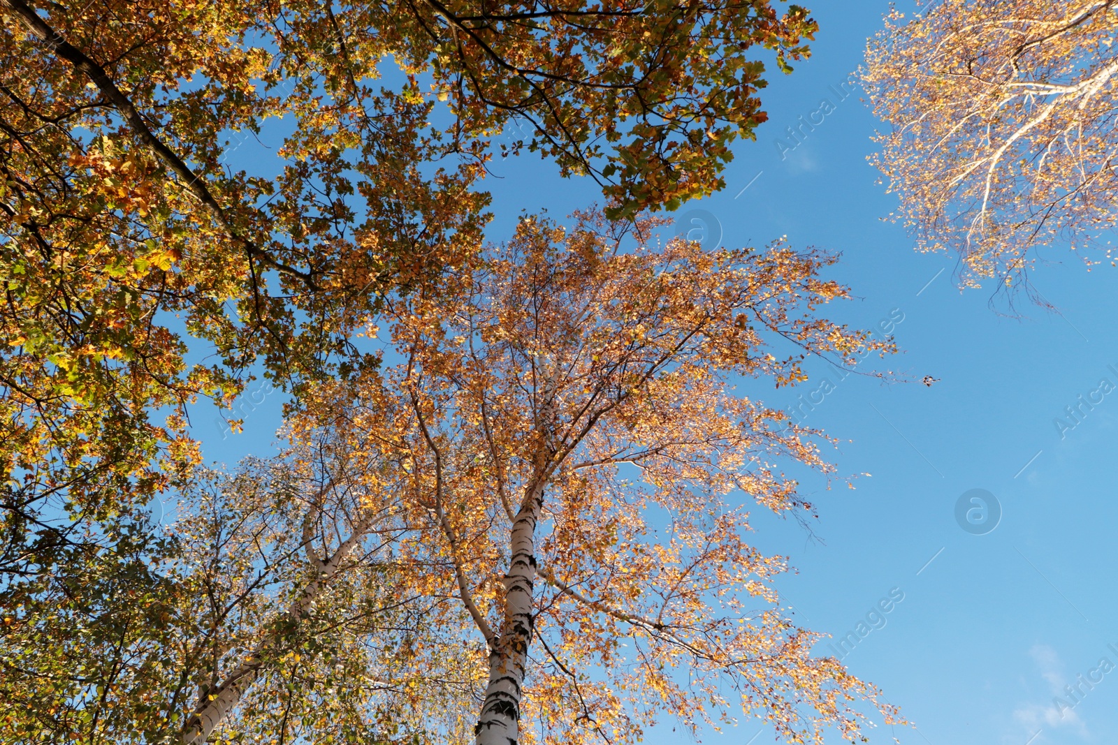 Photo of Beautiful trees with bright leaves against sky on autumn day, bottom view