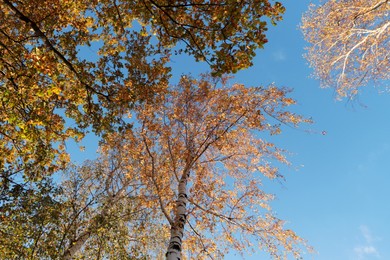 Photo of Beautiful trees with bright leaves against sky on autumn day, bottom view