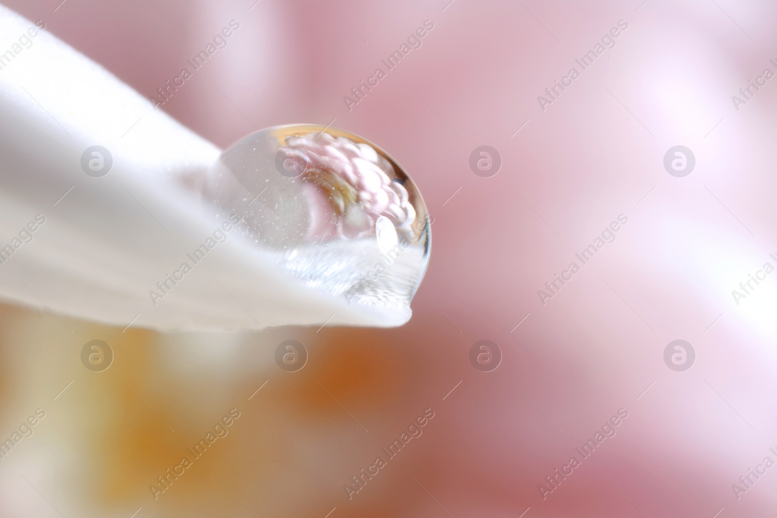 Photo of Macro photo of beautiful flower reflected in water drop on white petal against blurred pink background. Space for text