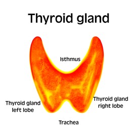 Illustration of  human thyroid gland on white background