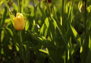 Photo of Beautiful colorful tulip growing in flower bed, space for text