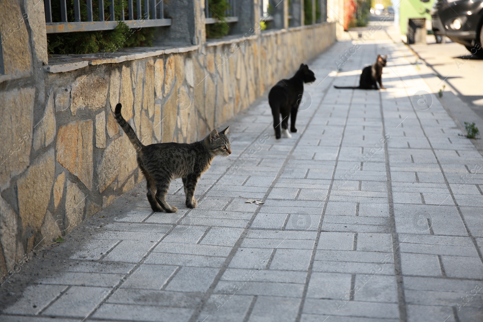 Photo of Lonely stray cats on sidewalk outdoors. Homeless pet